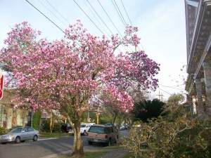 Flowering Tree at Octavia and Camp