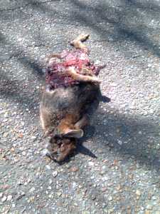 Bunny Roadkill