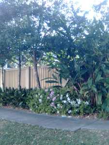 Sunshine at Prytania and Peniston