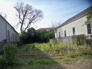 Sunflowers at Seventh and Laurel