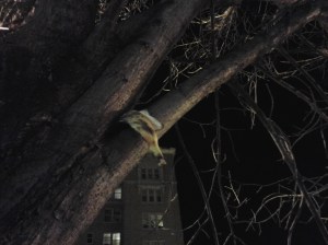 Banana Peel in a Tree at 32nd & St. Paul