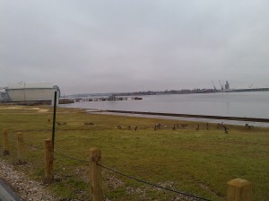 Geese and Oil Drums on the Water in Canton at East & Boston