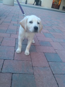 Puppy at McHenry Row in Locust Point