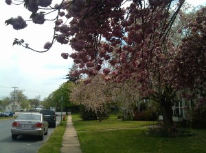 Flowery Trees at Oregon & Link