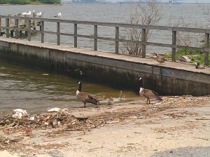 Trash, Geese, and Goslings on a Pier on the Gwynns Falls Trail Near Broening Park