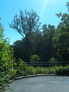 A Curve in the Jones Falls Trail From Druid Hill Park to Woodberry