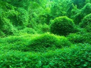 Ivy Covered Ivy in Herring Run Park Near Belair Road & Parkside Drive