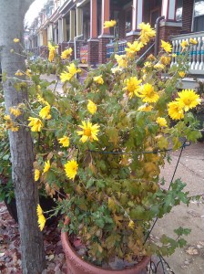 Yellow Flowers on Guilford in Charles Village