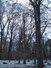 Bare Trees on the Gwynns Falls Trail in Druid Hill Park