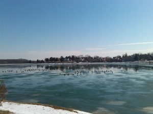 Geese Walking on Water on the South Side of Lake Montebello