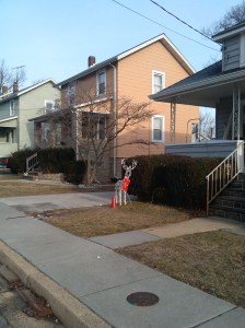 Reindeer and Safety Cone on a Lawn on Poplar & Sycamore in Arbutus
