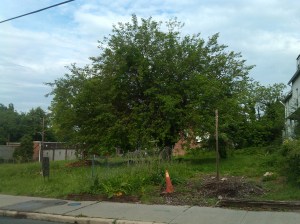 Tree and Safety Cone on Old York Road & 37th