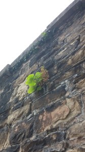 Plant Growing From a Building on Lombard & Penn 