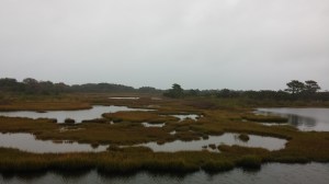 Marshland at Assateague Island National Seashore 