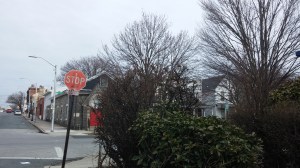 Birds in a Bush at 32nd & Barclay