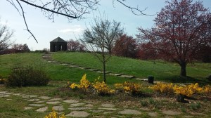 Daffodils and Green at Mother's Garden in Clifton Park at 32nd & Harford Road 
