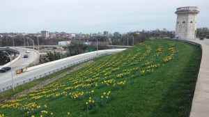 Daffodils at Druid Hill Park Overlooking I83