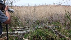 Birdwatching on North Point State Park's Black Marsh Trail