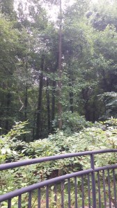 View From the Second Switchback on the Gwynns Falls Trail Heading Down to Woodberry From Druid Hill Park