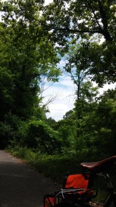 Greenery Along the Gwynns Falls Trail In Gwynns Falls Park