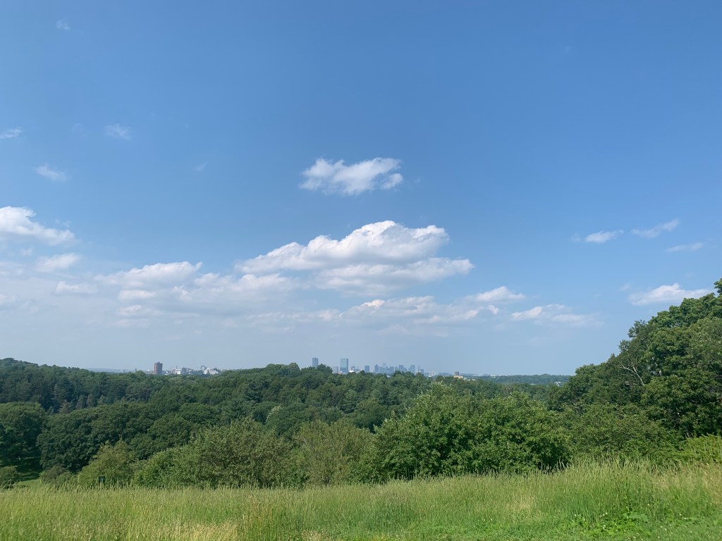 Green grasses in the foreground, green leafy trees in the midground, and a blue sky with puffy clouds in the background. Downtown Boston skyscrapers are just peeping up from the trees.