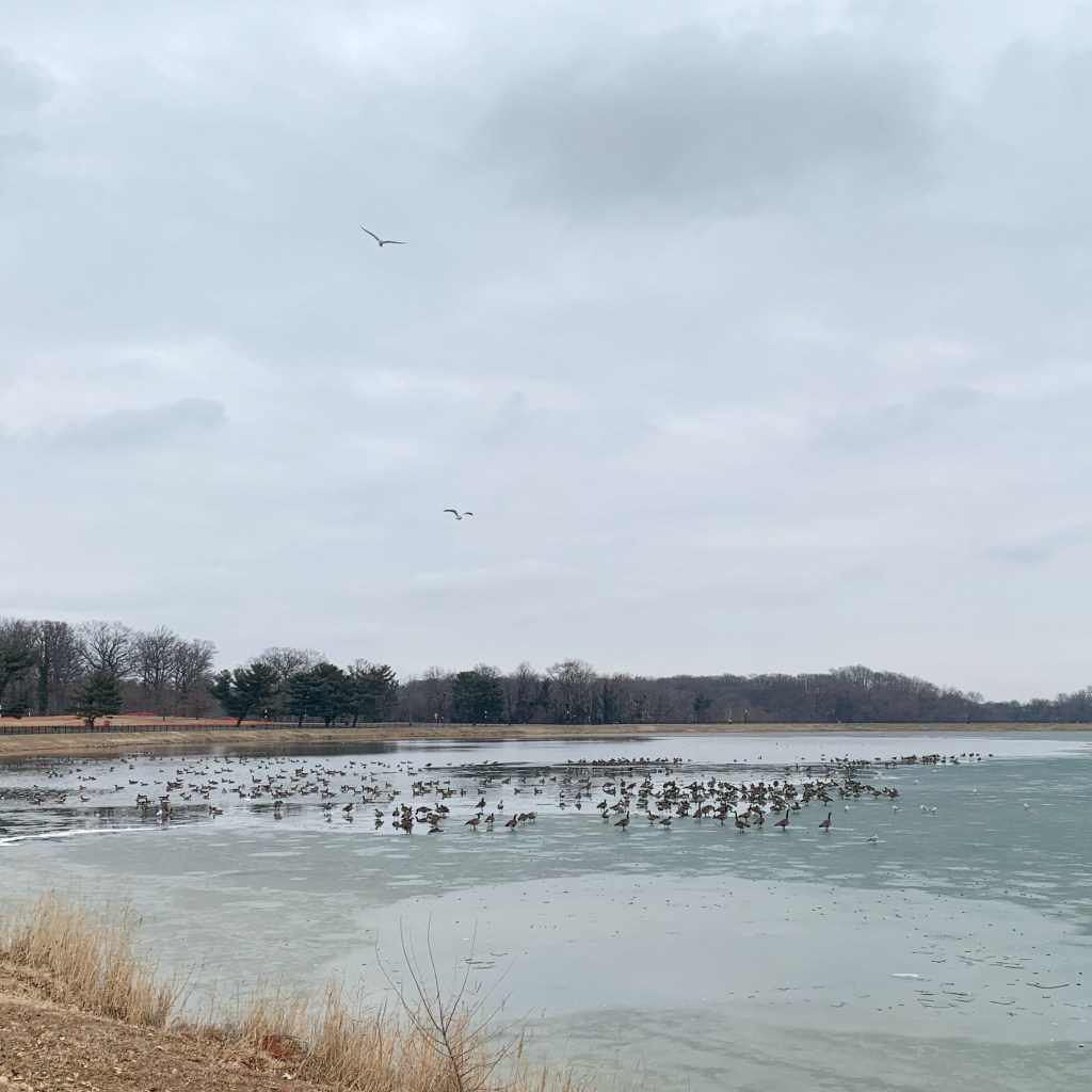Picture of an urban reservoir on a gray and cloudy day. The water is partially frozen, and birds are standing on the ice while others are swimming in the water nearby.