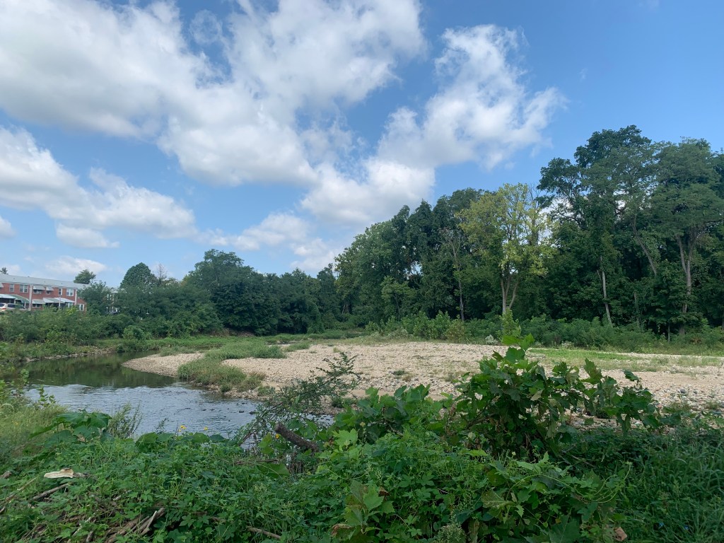 Blue sky dotted with white clouds behind some water and a whole bunch of greenery--trees, vines, etc.
