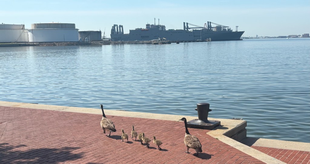 Five goslings walking between two grown up geese, along the waterfront. There are two navy ships on the water in the distance.